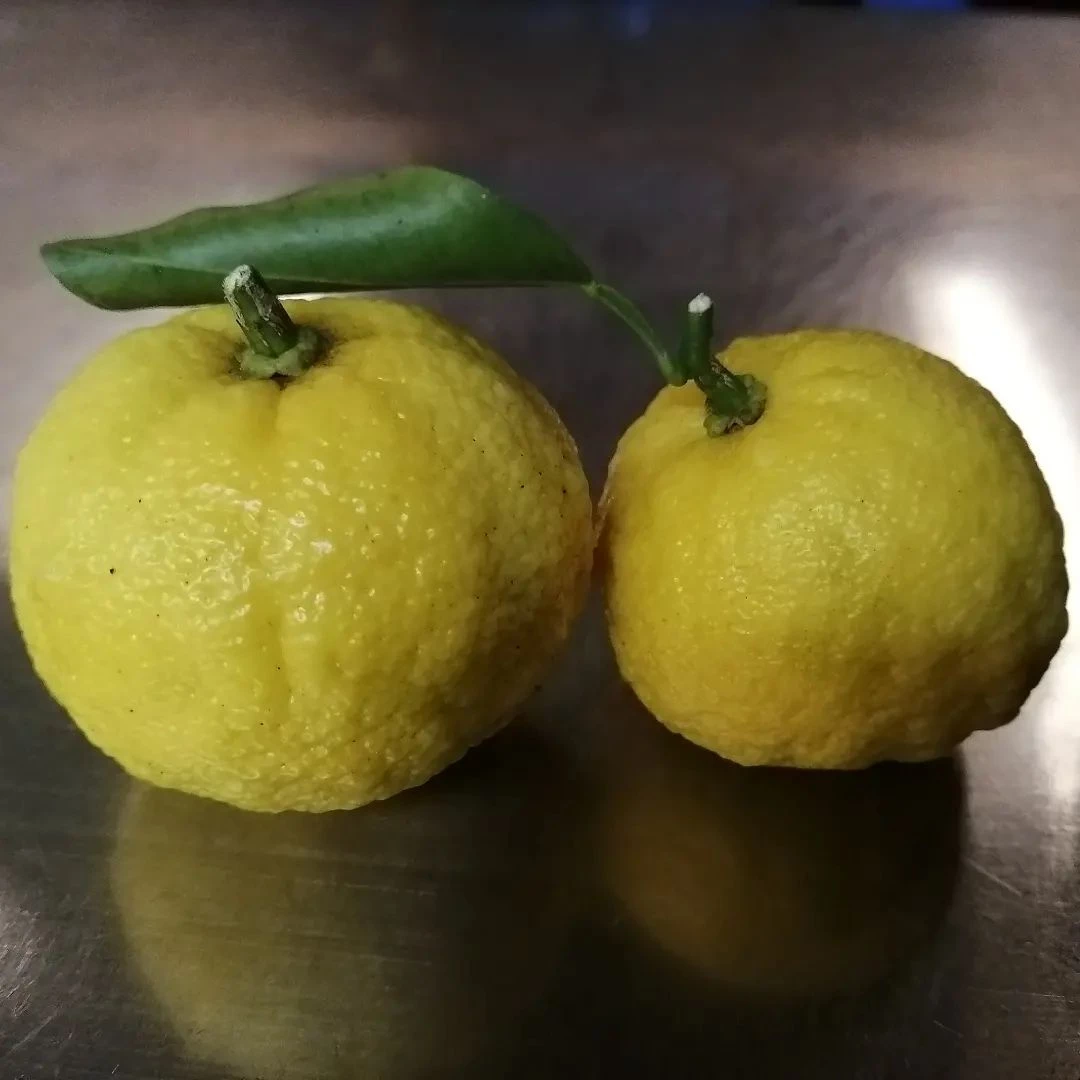 無農薬の柚子です。