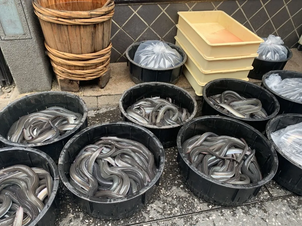 鰻の養殖の未来はどう変わる？完全養殖と環境共生の最前線